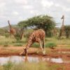 Giraffe stretching