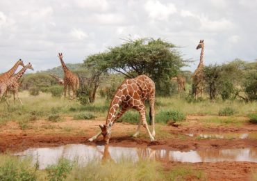 Giraffe stretching