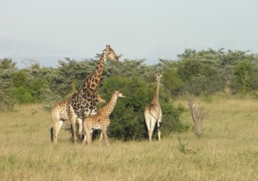 Giraffes