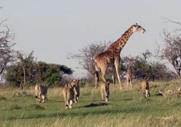 Beautiful giraffes  with lions