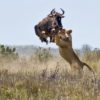 Wildebeest Escapes Lion