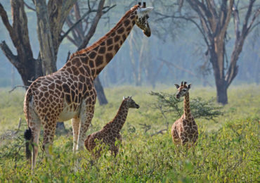 Giraffes