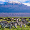 zebras