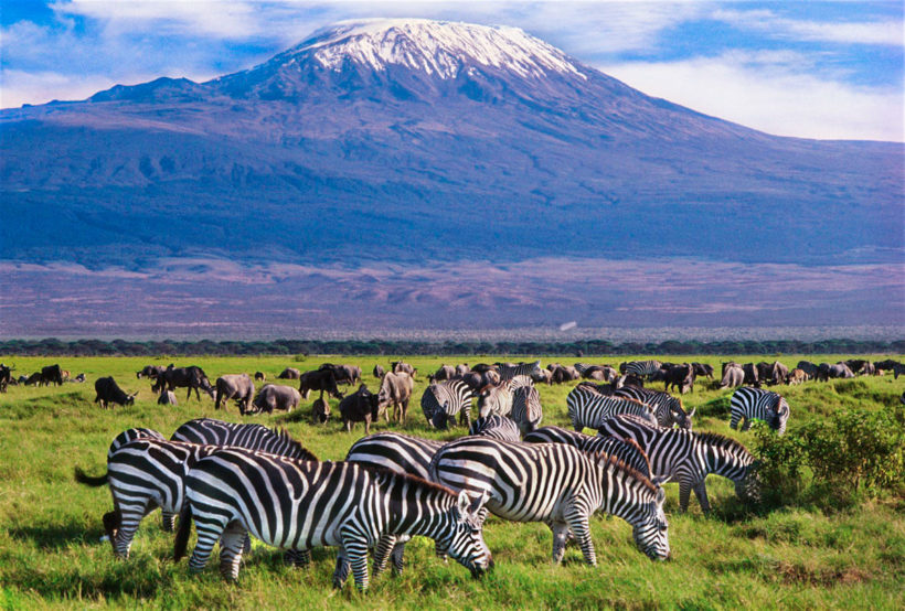 zebras